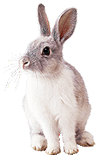 Rabbit (neutral).gif