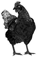 Chicken (dying).png
