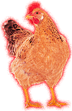 Chicken (angry).png