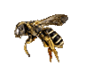 Wasp (Neutral).gif