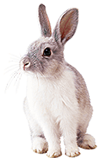Rabbit (neutral).png