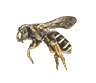 Bee (dying).png