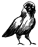 Crow Angry (Unused).gif