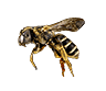 Bee (neutral).png