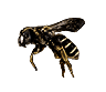 Bee (damaged).png