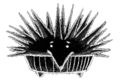 Porcupie (dying).png