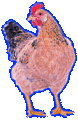 Chicken (sad).gif