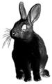 Rabbit (dying).png