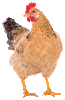 Chicken (neutral).gif