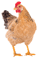 Chicken (neutral).gif