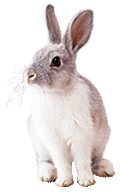 Rabbit (neutral).gif