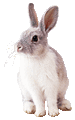 Neutral Rabbit?