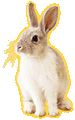 Happy Rabbit?