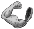 Mussel (damaged).png