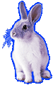 Sad Rabbit?