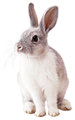 Rabbit (neutral).png