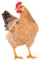Chicken (neutral).png