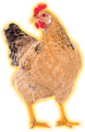 Chicken (happy).png