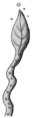 Root (damaged).png